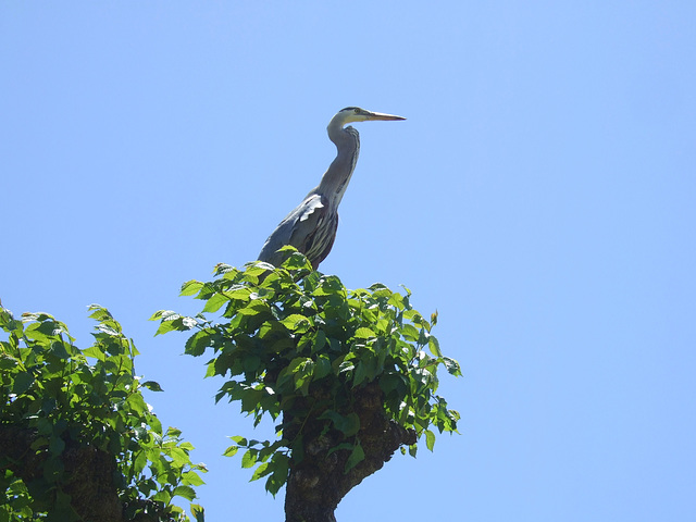 Great Blue Heron