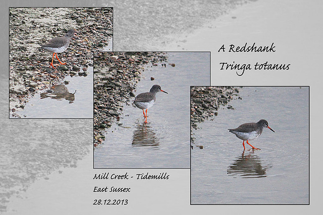 Redshank - Tidemills - East Sussex - 28.12.2013