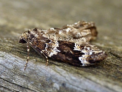 Water Carpet Moth