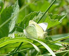 Large White Butterflies