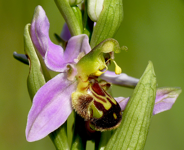 Bee Orchid