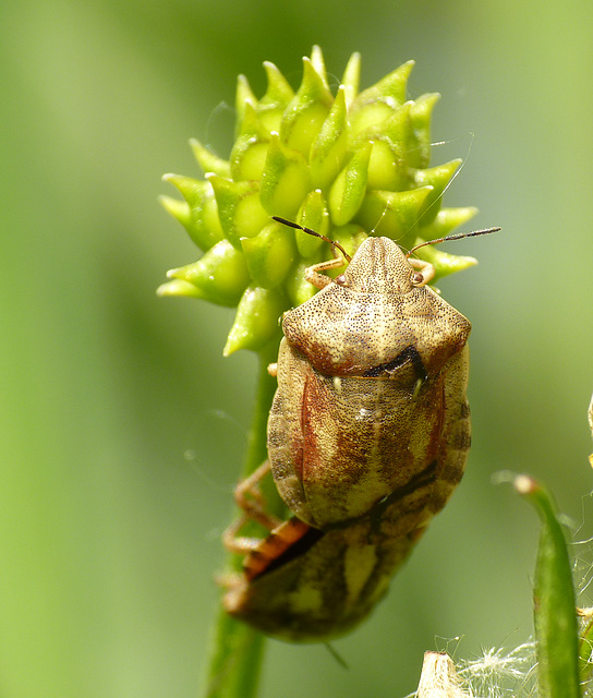 Tortoise Bugs