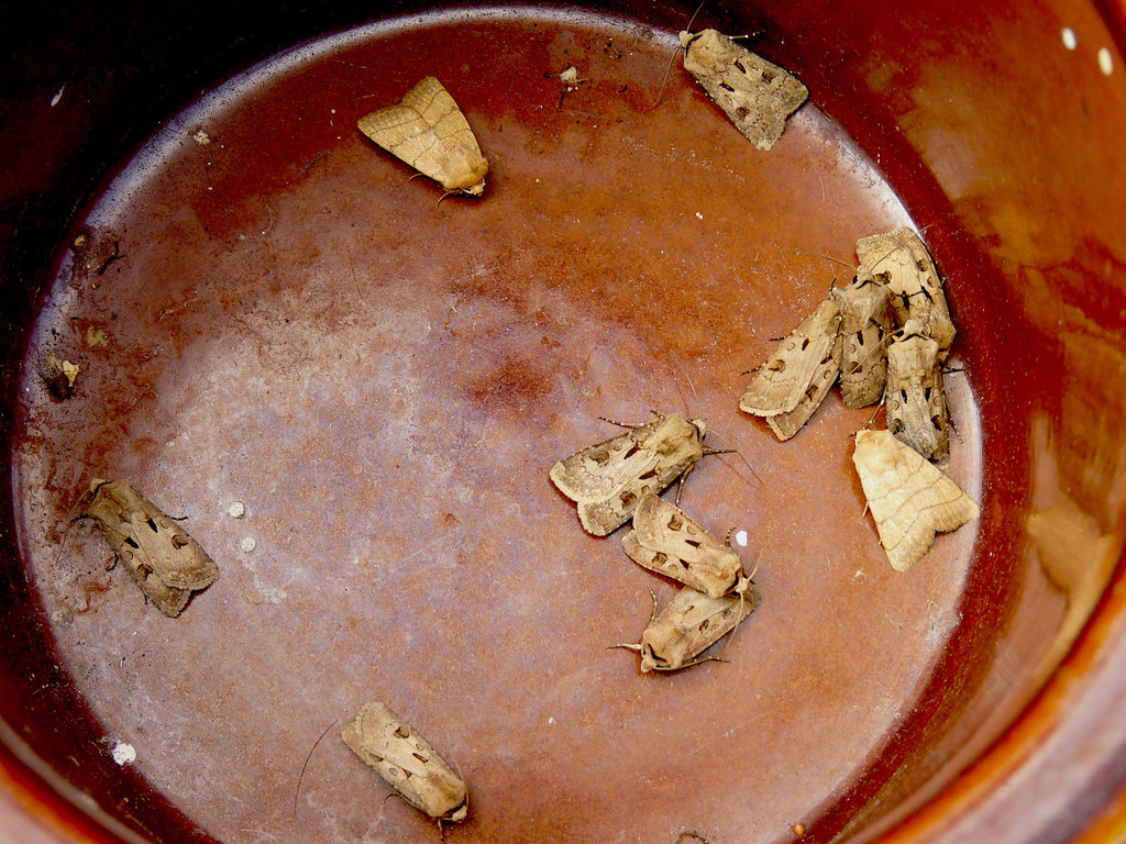 Moth Pot on a Slow Night