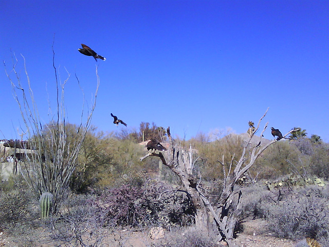 Harris's Hawks