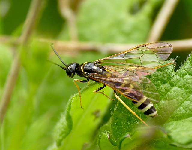 Sawfly