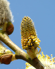 Willow Blooming