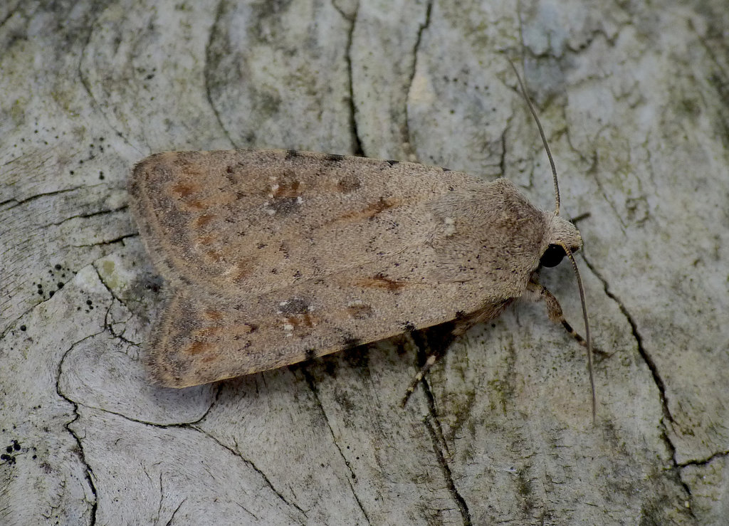 Pale Mottled Willow