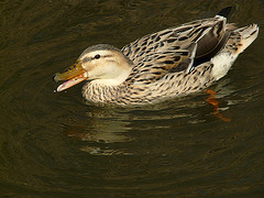 Female Mallard