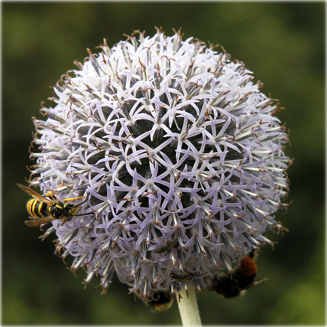 Echinops d'été  :-)