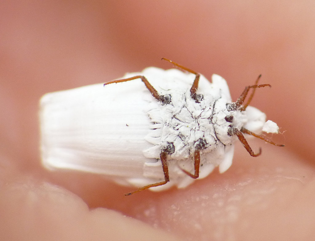 Scale Insect (Ortheziidae sp.)
