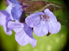 Lungwort