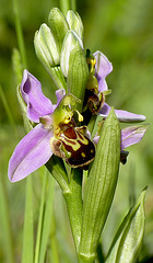 Bee Orchid @ Pebsham