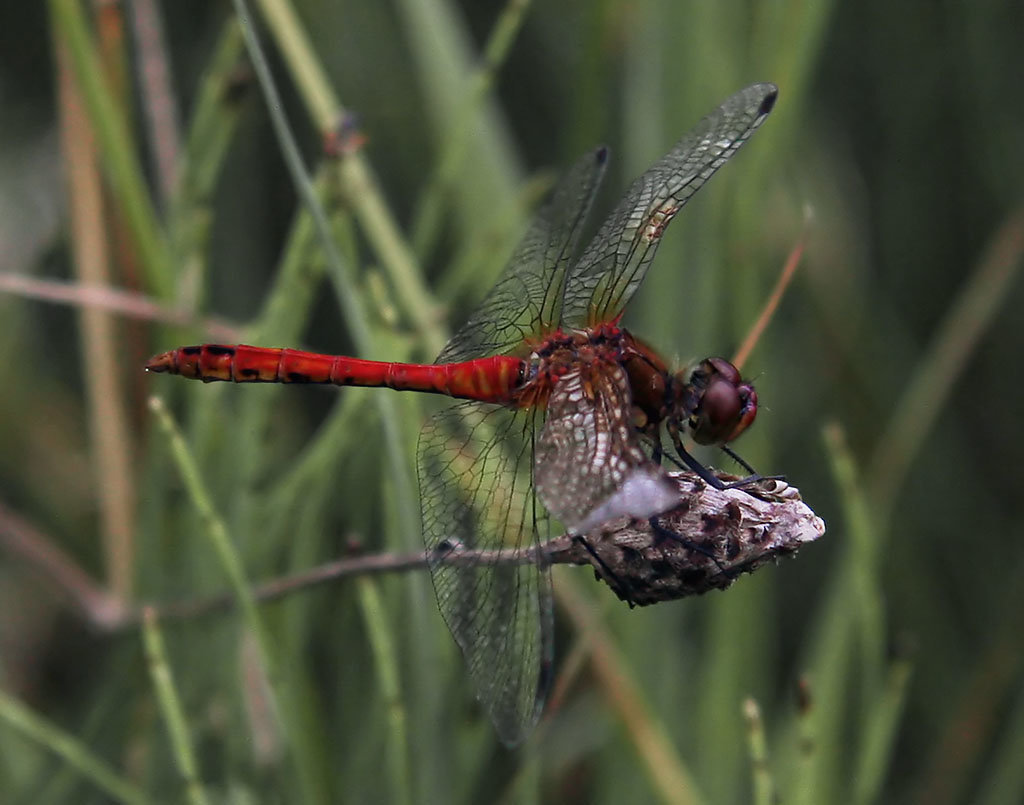 Ruddy Darter