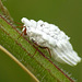 Scale Insect (Ortheziidae sp.)