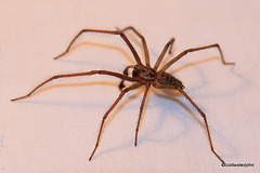 Guest Room Spider in Residence