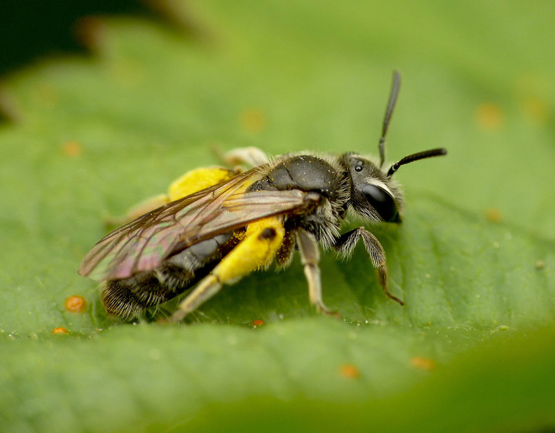 Cute Tiny Bee
