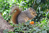 California living - Love those fresh oranges