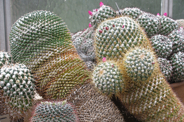 Prickles and flowers