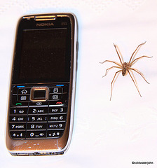 Guest Room Spider in Residence