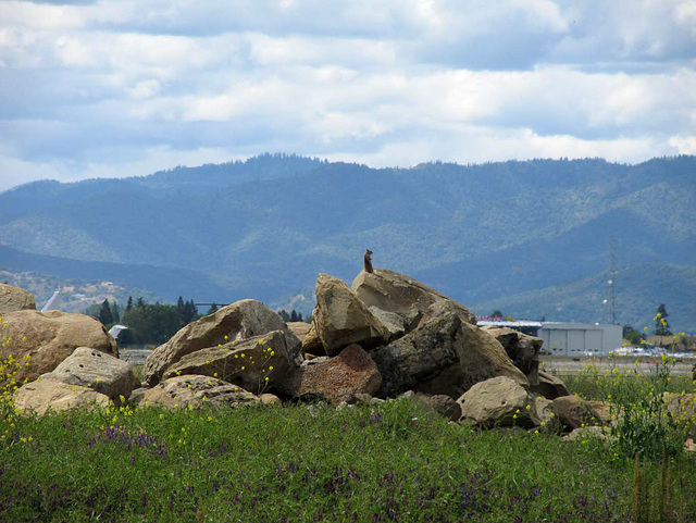 Ground Squirrel on Rocks