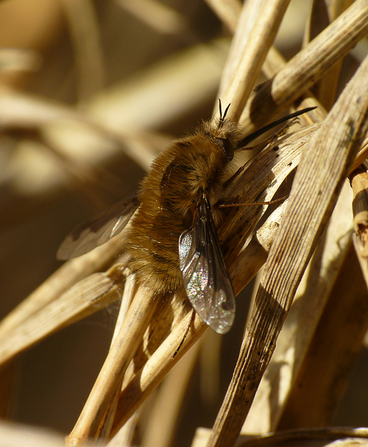 Bee Fly