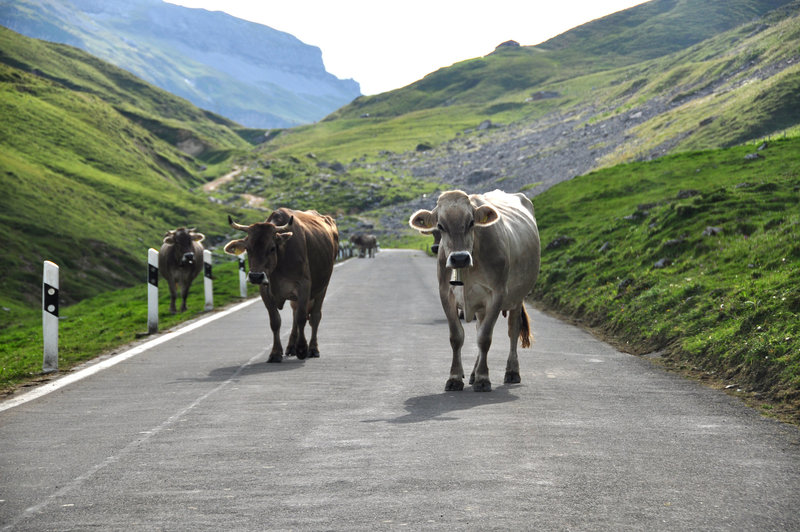 Holiday 2009 – Cows on the Klausen Pass