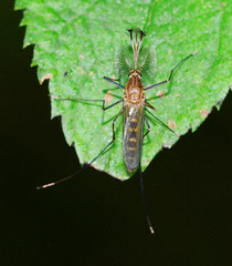 Chironomidae,male