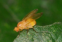 Fruitfly