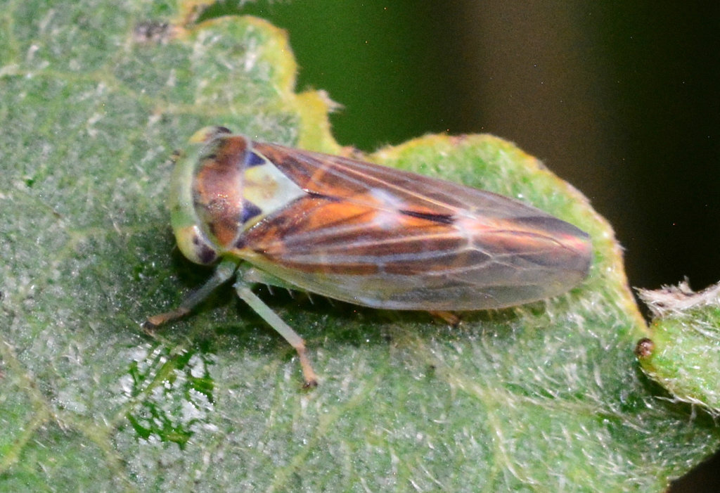 Leafhopper
