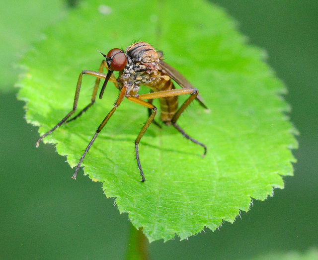 Fly. Empis tessellata