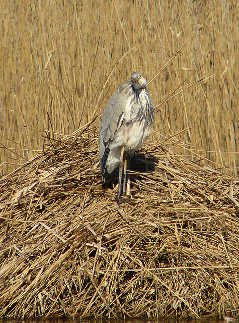 Young & Silly Grey Heron