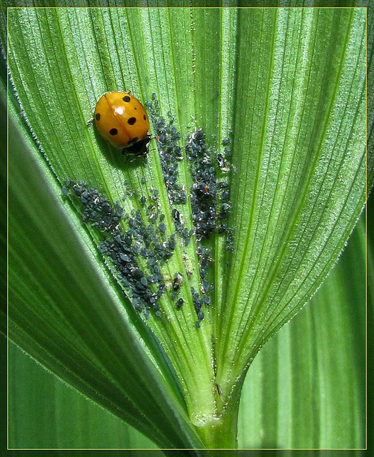 Ladybug Munchtime on a Corn Lily