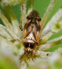 Plant Bug. Orthops basalis
