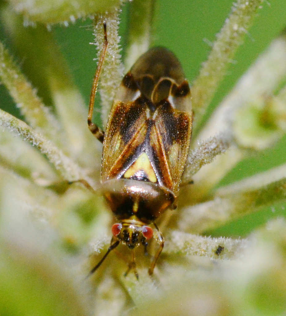 Plant Bug. Orthops basalis