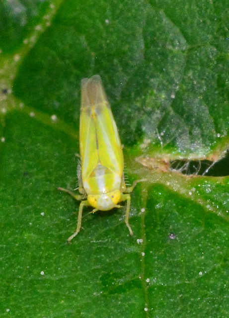 leafhopper