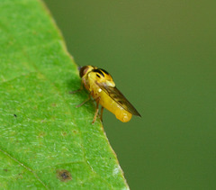 Grass fly, Chloropidae. Thaumatomya species