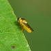 Grass fly, Chloropidae. Thaumatomya species