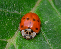 10-Spot Ladybird, Adalia 10-puncatata