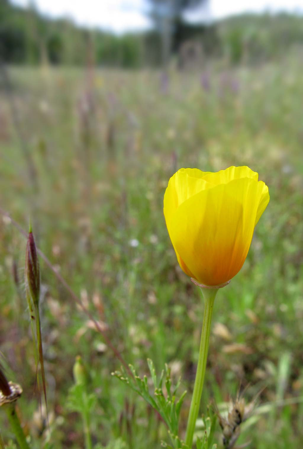 California Poppy
