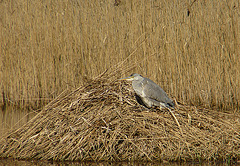 Juvenile Grey Heron