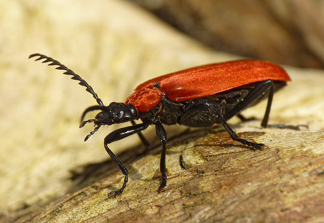 Black-headed Cardinal Beetle