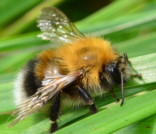 Bee.Bombus hypnorum