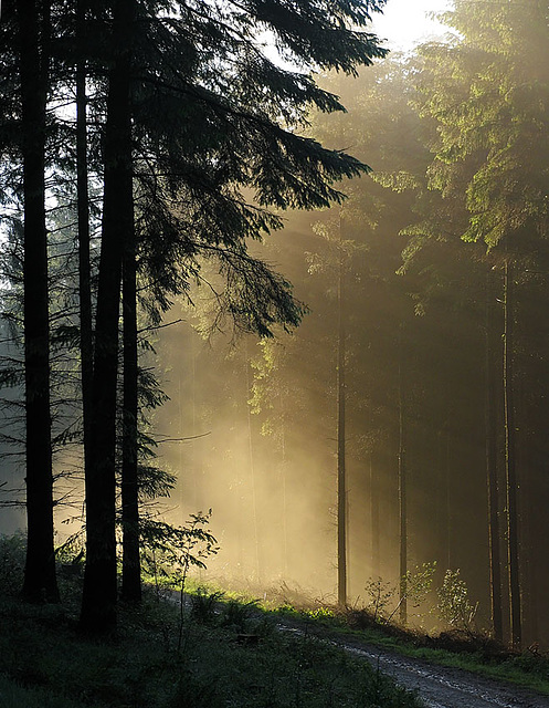 Macclesfield Forest