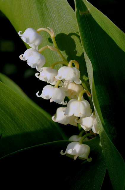 "The lily of the valley breathing in the humble grass."  William Blake