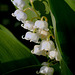 "The lily of the valley breathing in the humble grass."  William Blake