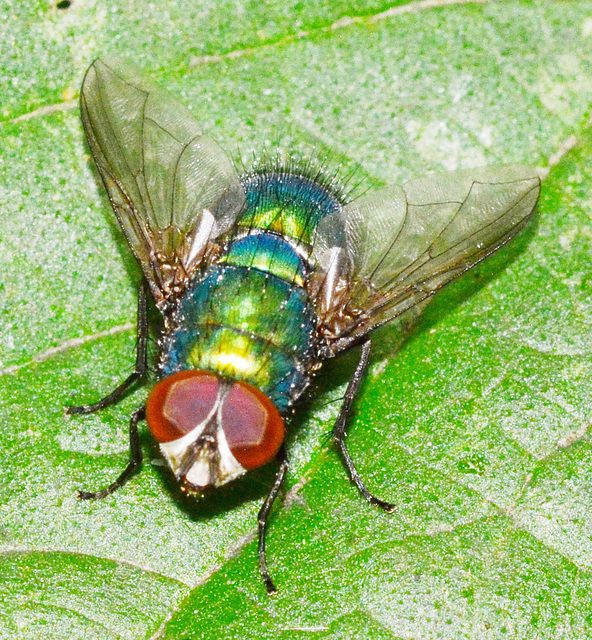 Greenbottle(blow-fly) Lucilia caesar