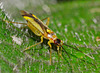 Bug.Campyloneura virgula