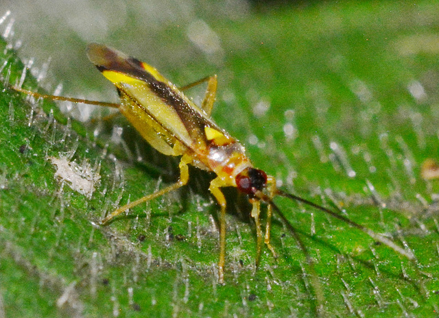 Bug.Campyloneura virgula