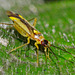 Bug.Campyloneura virgula