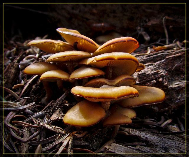 Galerina autumnalis (Deadly Galerina)